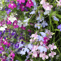 Lobelia- Cascade Mix