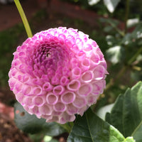 Dahlia- Frank Holmes (Tuber)