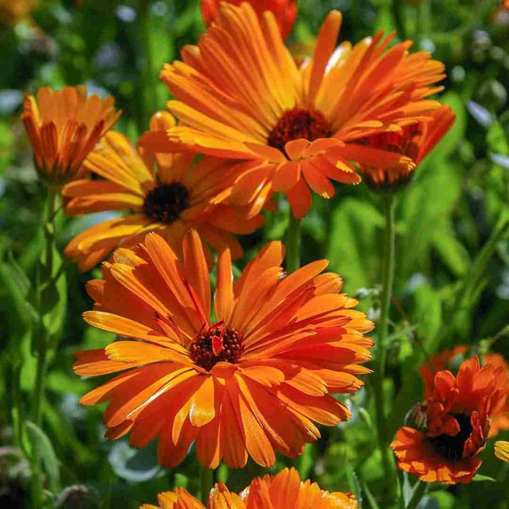 Calendula Bon Bon Orange Flower Seeds