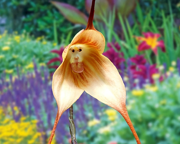 Heirloom Non-GMO Monkey Orchid Flower Seeds for Planting – Rare Exotic Garden Blooms