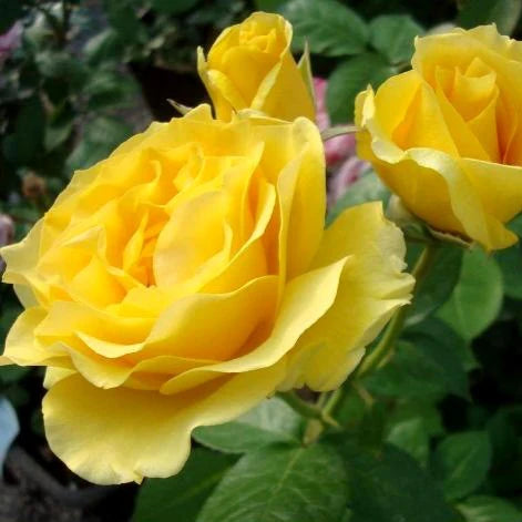 Doris Day Floribunda Rose