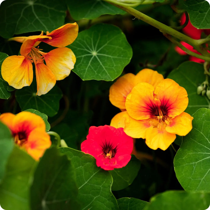 Nasturtium Flower Seeds – Heirloom, Non-GMO, Edible Blooms for Vibrant Garden Planting