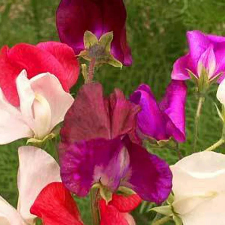 Sweetpea- Bijou Mix