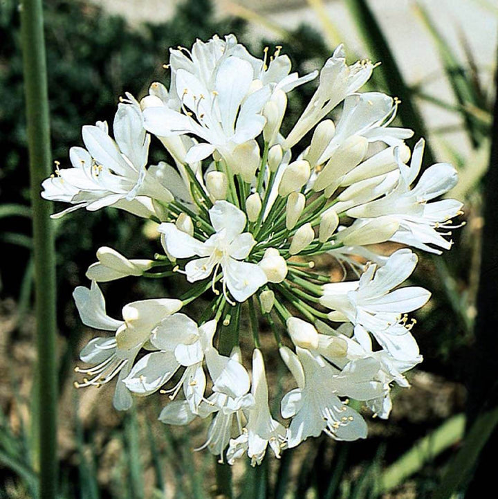Heirloom Agapanthus Africanus Flower Seeds, Non-GMO Lily of the Nile Blooms for Elegant Garden Planting