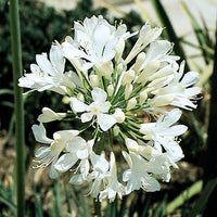 Heirloom Agapanthus Africanus Flower Seeds, Non-GMO Lily of the Nile Blooms for Elegant Garden Planting