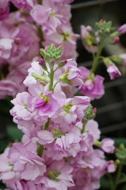 Light Pink Matthiola Flower Seeds – Heirloom Non-GMO Fragrant Garden Blooms for Planting