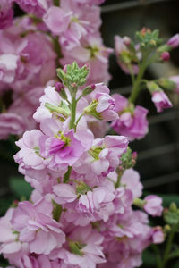 Light Pink Matthiola Flower Seeds – Heirloom Non-GMO Fragrant Garden Blooms for Planting