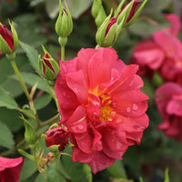 Cinco de Mayo Floribunda Rose