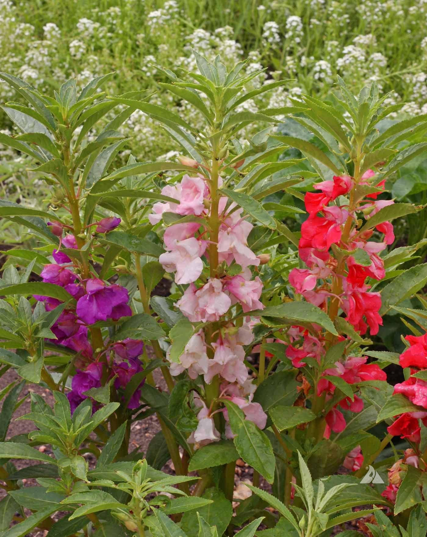 Balsam Tom Thumb Mixed Color Flower Seeds