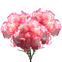 Heirloom Non-GMO Pink White Carnation Flower Seeds with Charming Color