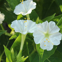 Heirloom Non-GMO White Four O'Clock Flower Seeds for Evening Bloom Gardens and Outdoor Planting