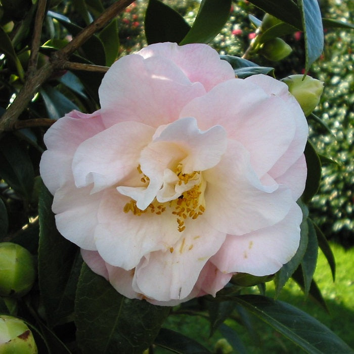 Camellia flower seeds planting, 100