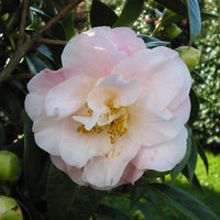 Camellia flower seeds planting, 100