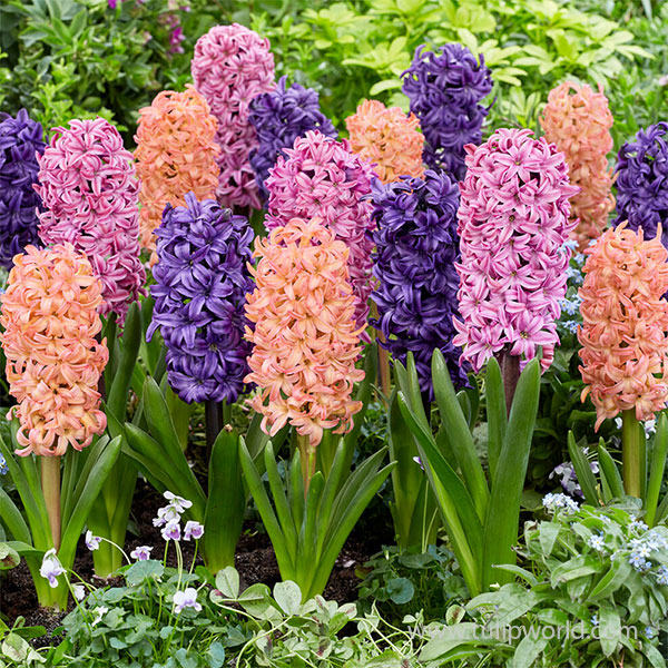 Giant Hyacinth Mixture Seeds