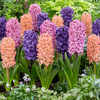Giant Hyacinth Mixture Seeds