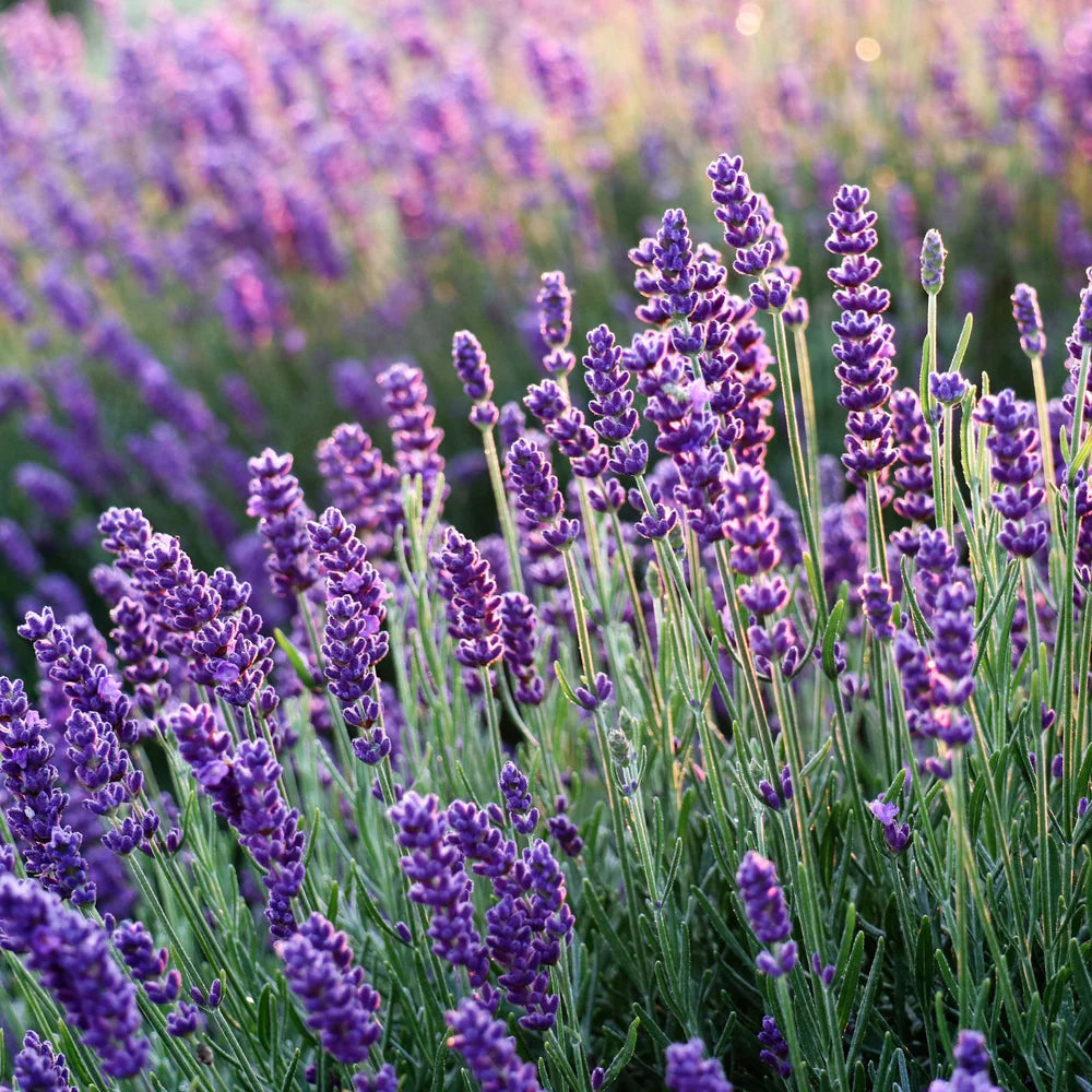 Lavender- Hidcote
