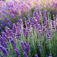Lavender- Hidcote