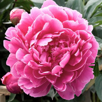 Dr. Alexander Fleming Peony
