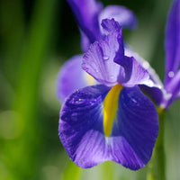 Dutch Iris- Professor Blaauw