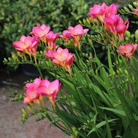 Freesia- Giant Single Pink