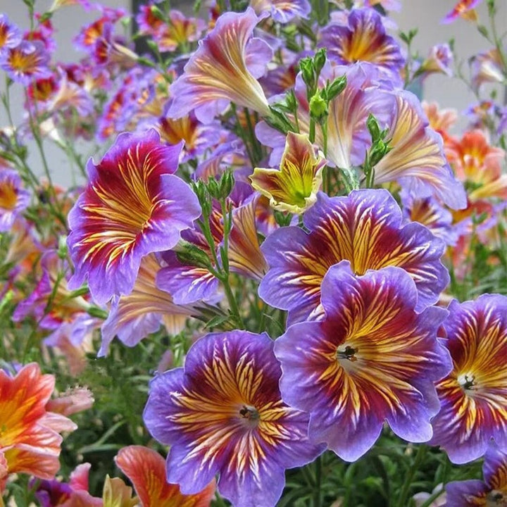 Heirloom Non-GMO Mixed Salpiglossis Flower Seeds for Garden Planting – Colorful Velvet-Like Blooms
