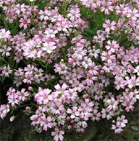 Gypsophila- Rosea