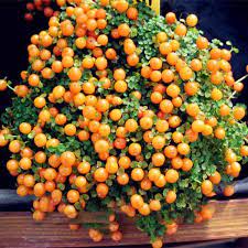 Egrow Lamp Beads Grass Seeds