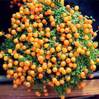 Egrow Lamp Beads Grass Seeds