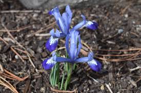 Clairette Dwarf Iris