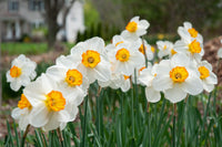 Barrett Browning Daffodil Seeds