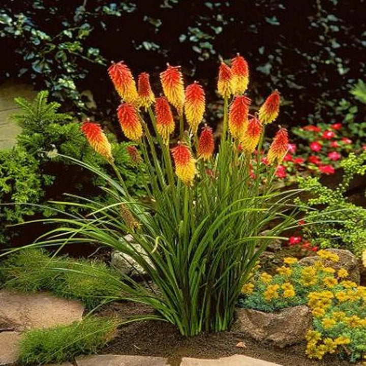 Heirloom Non-GMO Red Yellow Poker Flower Seeds for Garden Planting – Striking Torch-Like Blooms