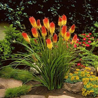 Heirloom Non-GMO Red Yellow Poker Flower Seeds for Garden Planting – Striking Torch-Like Blooms