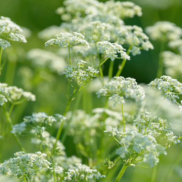 Heirloom Caraway Flower Seeds, Non-GMO Aromatic Herb Blooms for Culinary and Garden Planting