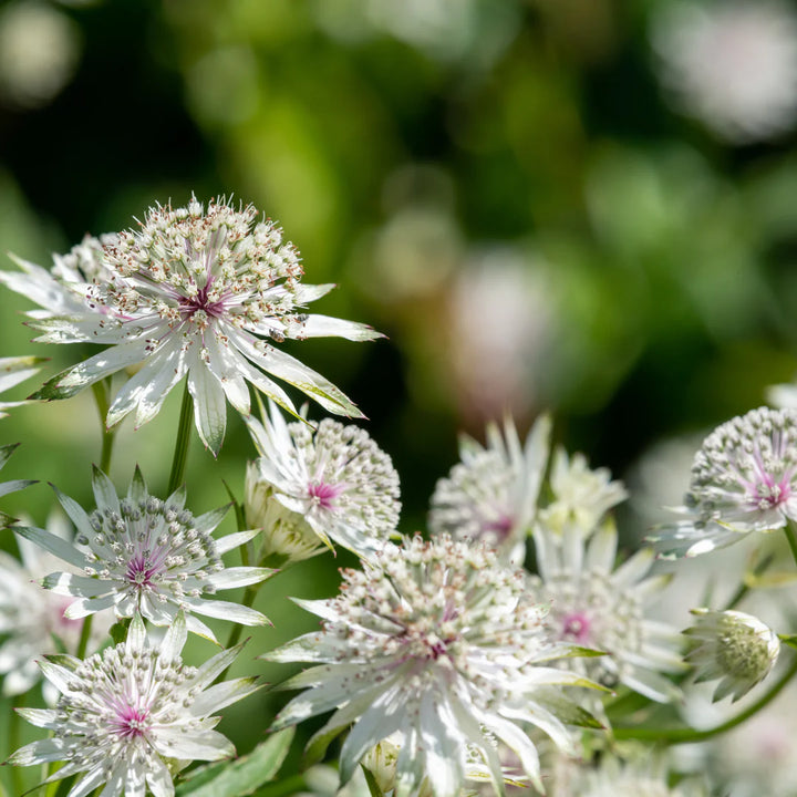 Heirloom Non-GMO Astrantia Flower Seeds for Planting – Unique Cottage Garden Blooms