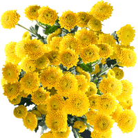 Heirloom Non-GMO Yellow Button Flower Seeds for Garden Planting – Bright Compact Blooms Variety