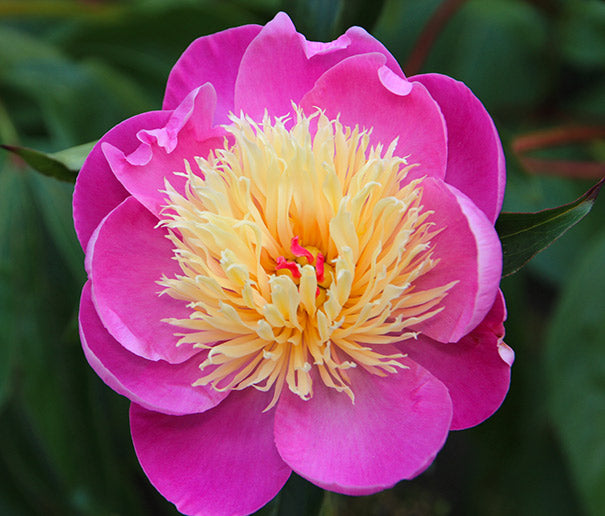 Bowl of Beauty Peony