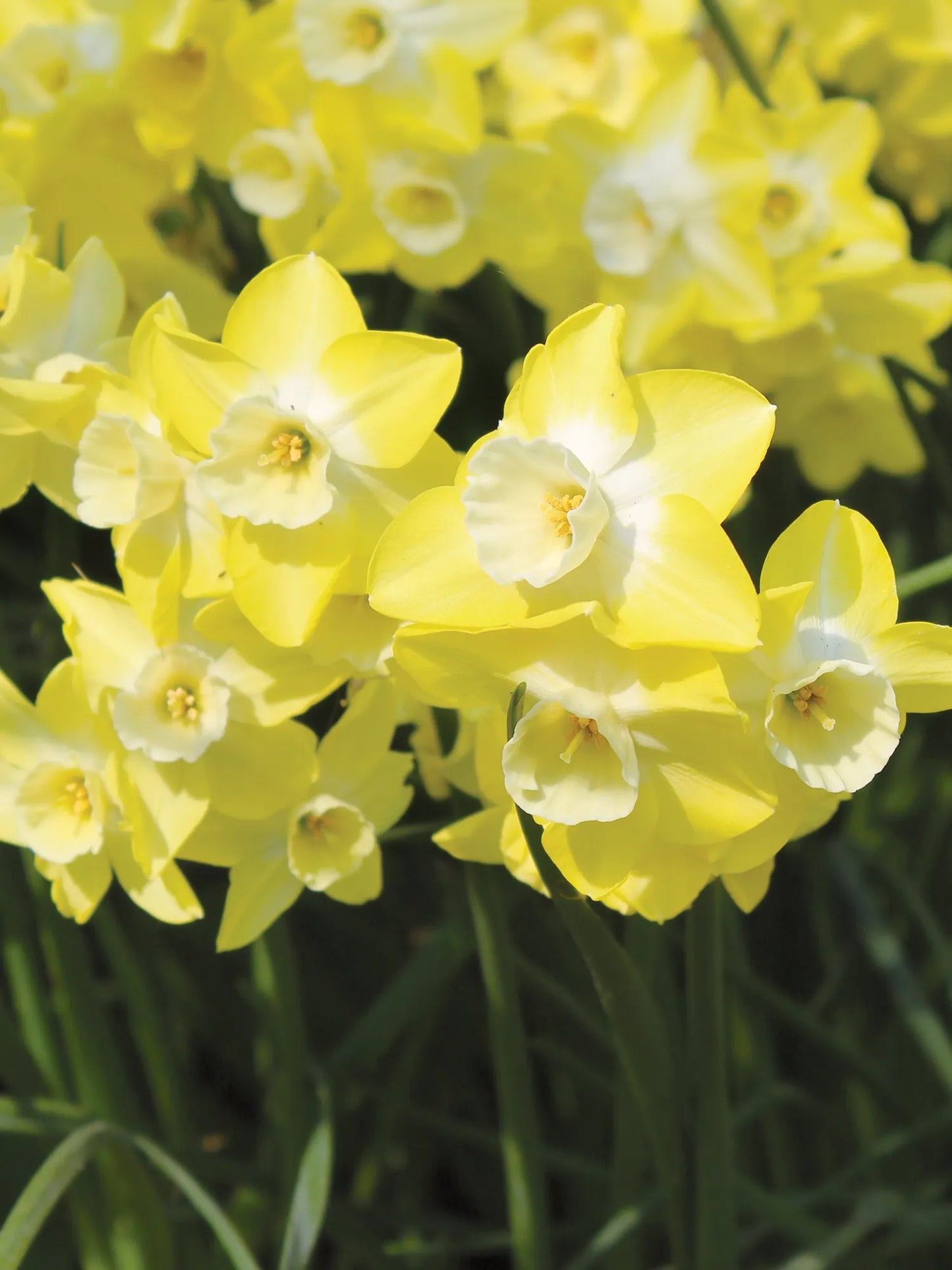 Regeneration Daffodil Seeds