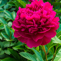 Paul M Wild Peony
