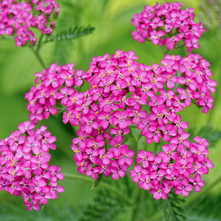 Heirloom Pink Yarrow Flower Seeds for Planting, Non-GMO, Vibrant Color Blooms
