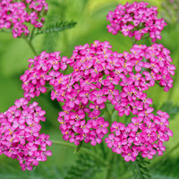 Heirloom Pink Yarrow Flower Seeds for Planting, Non-GMO, Vibrant Color Blooms