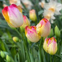 Supri Erotic Tulip Seeds
