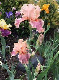 Entitled Bearded Iris