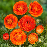 Ranunculus- Primo Arancione Orange (Corm)