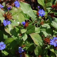 Ceratostigma Plumbaginoides Flower Seeds – Non-GMO, Heirloom Seeds for Garden Planting