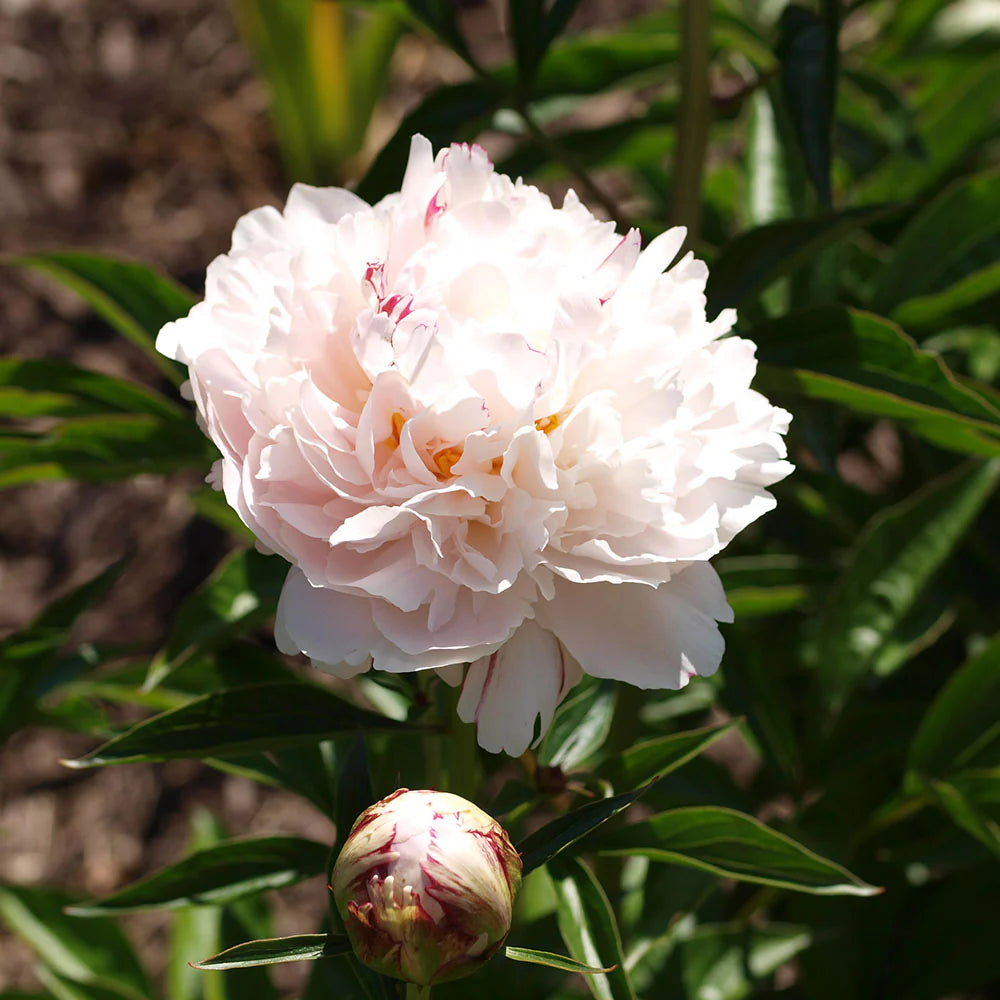 Shirley Temple Peony