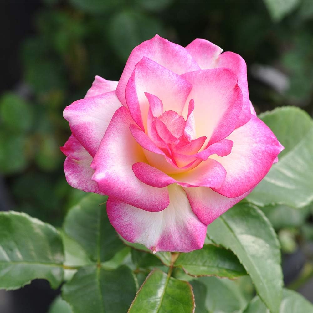 Miss Congeniality Grandiflora Rose