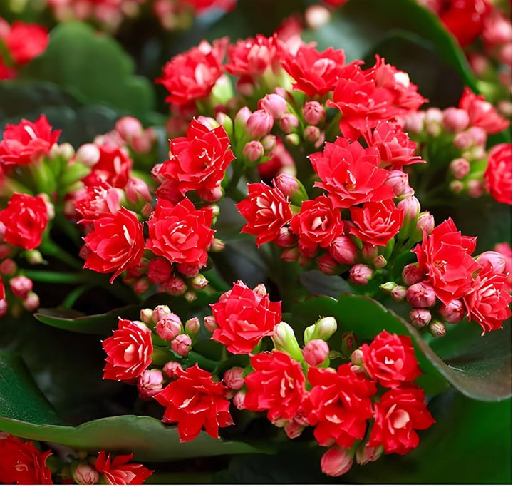 Red Kalanchoe Flower Seeds for Planting Succulent Blooms - Non GMO seeds