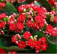 Red Kalanchoe Flower Seeds for Planting Succulent Blooms - Non GMO seeds