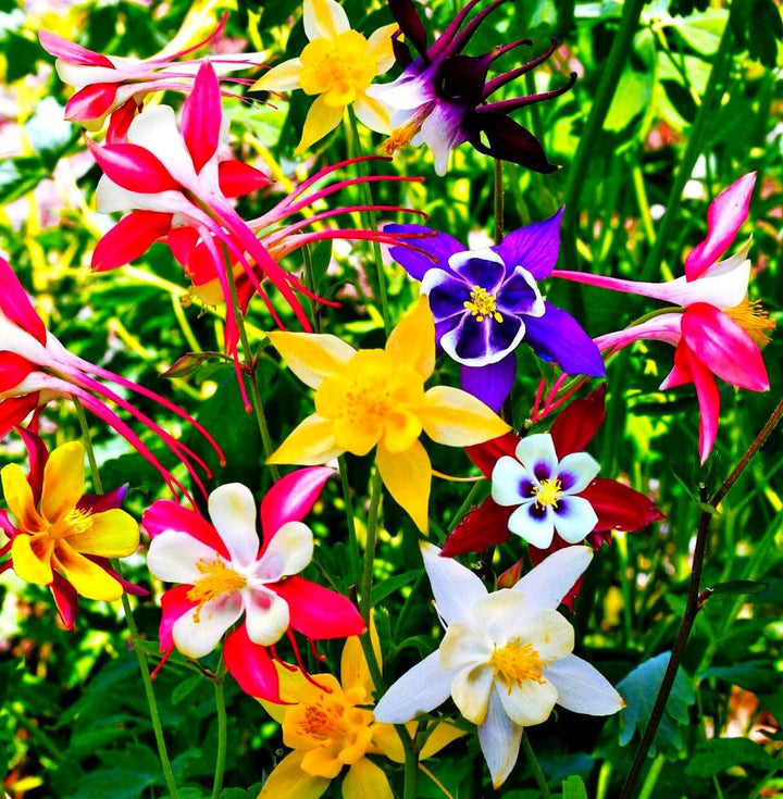Mixed Columbine Flower Seeds – Heirloom Non-GMO Perennial Blooms for Cottage Garden Planting