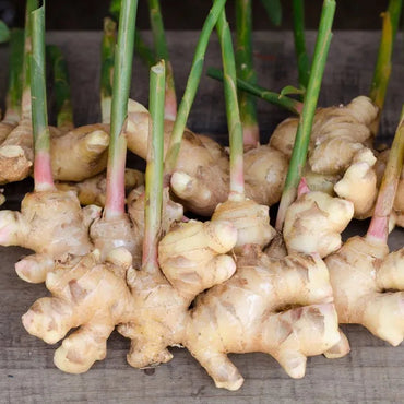 Heirloom Non-GMO Brown Ginger Flower Seeds for Garden Planting – Rare Exotic Blooms Variety